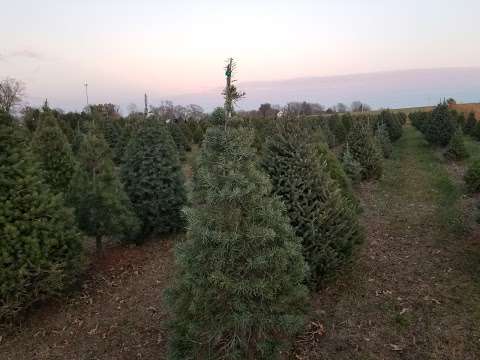 Lakeside Pines Christmas Trees